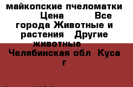  майкопские пчеломатки F-1  › Цена ­ 800 - Все города Животные и растения » Другие животные   . Челябинская обл.,Куса г.